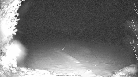 Image from 2024-12-07