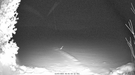 Image from 2024-12-07