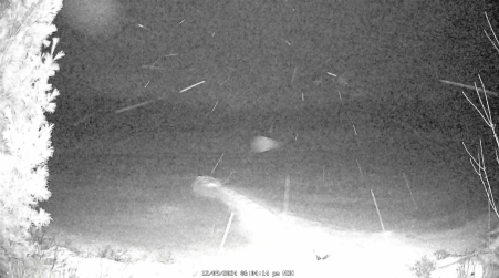 Image from 2024-12-09