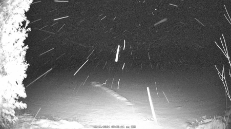 Image from 2024-12-11