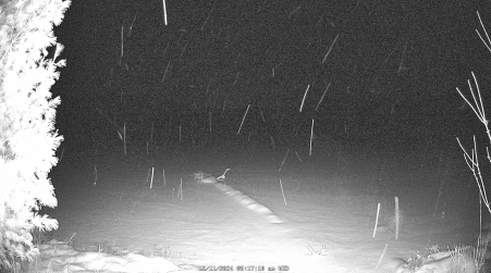 Image from 2024-12-11