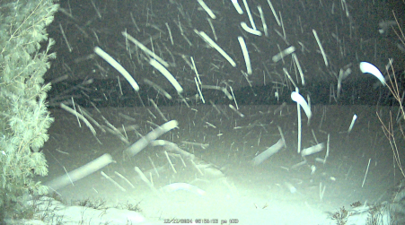 Image from 2024-12-11