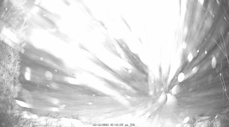 Image from 2024-12-12