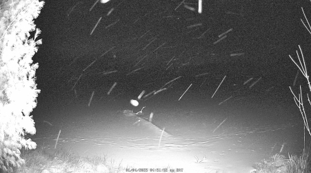 Image from 2025-01-04