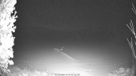Image from 2025-01-10