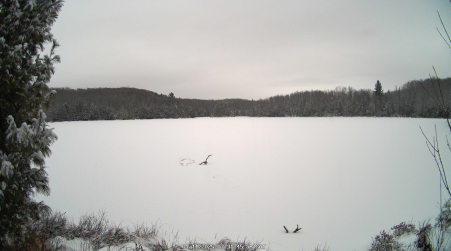 Image from 2025-01-11