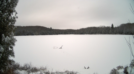 Image from 2025-01-11