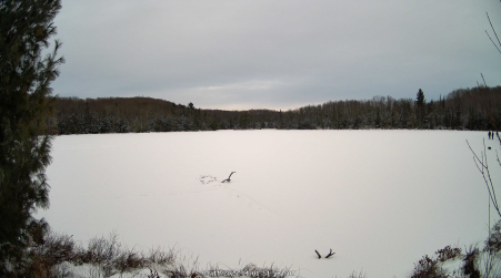 Image from 2025-01-11
