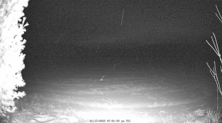 Image from 2025-01-17