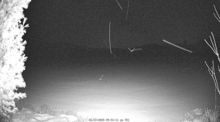 Image from 2025-01-17