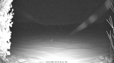 Image from 2025-01-21