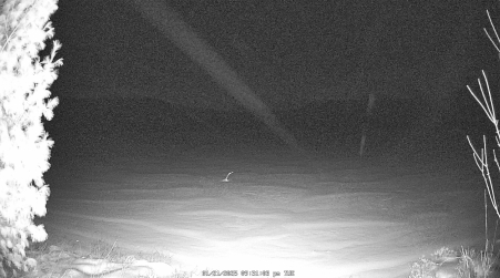 Image from 2025-01-21