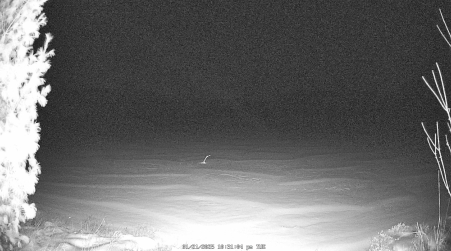 Image from 2025-01-21