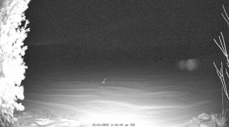 Image from 2025-01-21