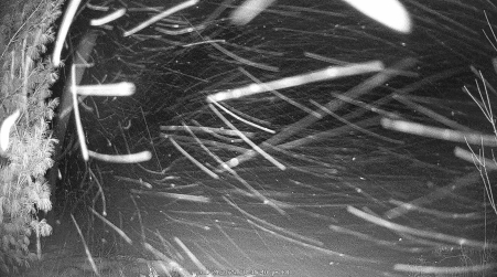 Image from 2025-01-24