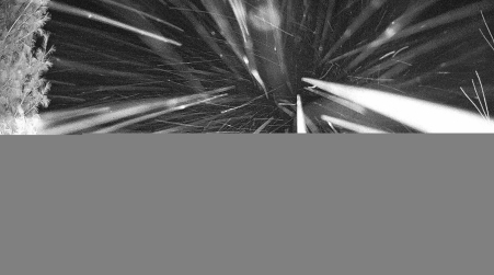 Image from 2025-01-25
