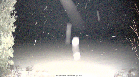 Image from 2025-01-25