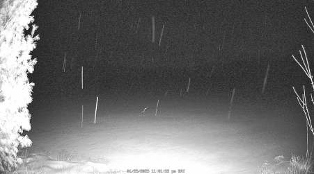 Image from 2025-01-25