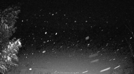 Image from 2025-01-29