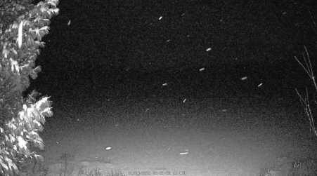 Image from 2025-01-29