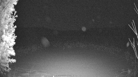 Image from 2025-01-30