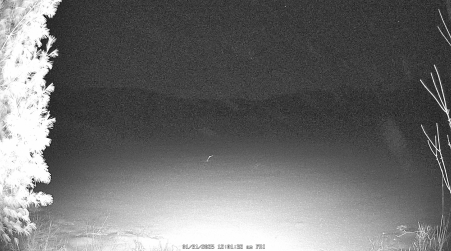 Image from 2025-01-31