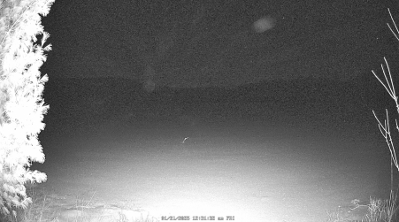 Image from 2025-01-31