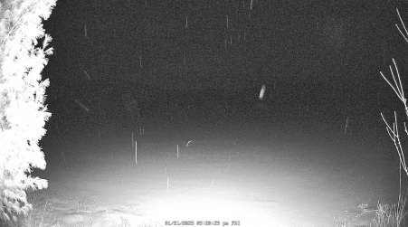 Image from 2025-01-31