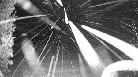 Image from 2025-02-02