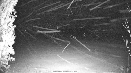 Image from 2025-02-04