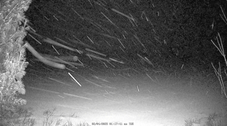 Image from 2025-02-04