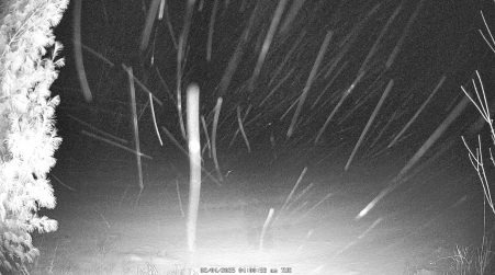Image from 2025-02-04