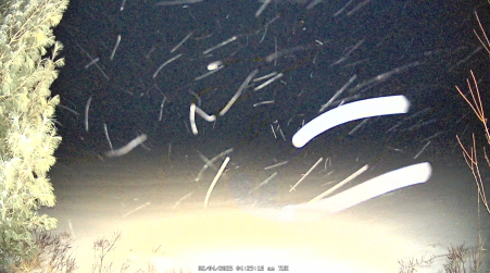 Image from 2025-02-04