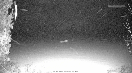 Image from 2025-02-07