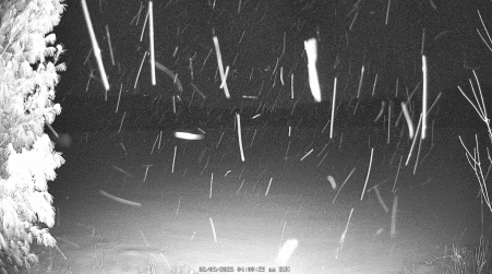 Image from 2025-02-09