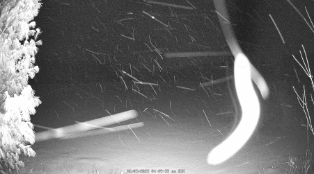 Image from 2025-02-09