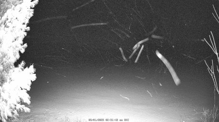 Image from 2025-03-01