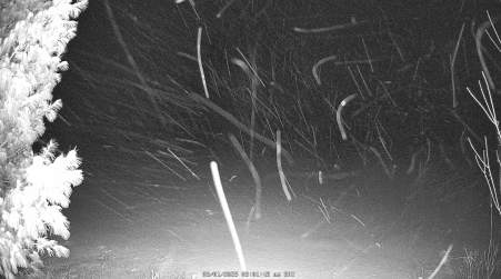 Image from 2025-03-01
