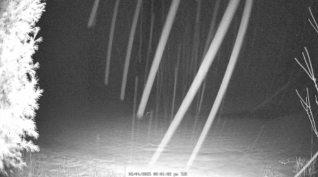 Image from 2025-03-04