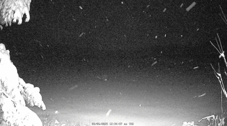 Image from 2025-03-06