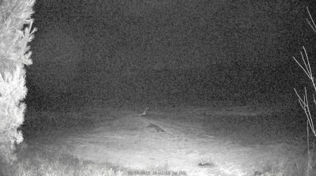 Image from 2025-03-20