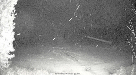 Image from 2025-03-21