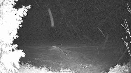 Image from 2025-03-29