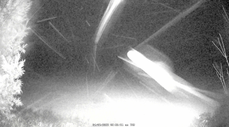 Image from 2025-04-03