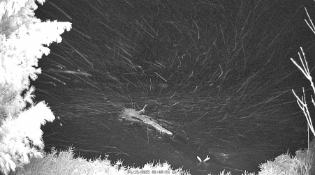 Image from 2025-04-15