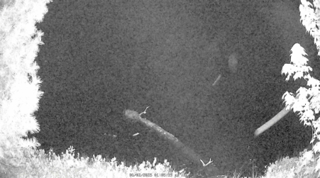 Image from 2025-06-02