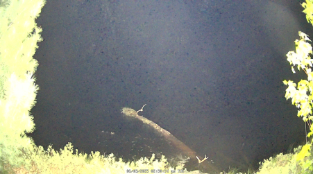 Image from 2025-06-03