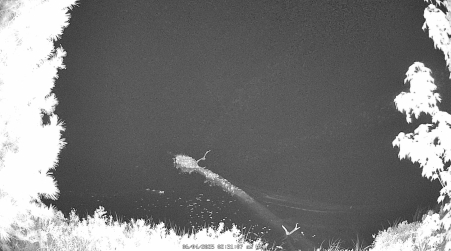 Image from 2025-06-04