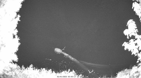 Image from 2025-06-04