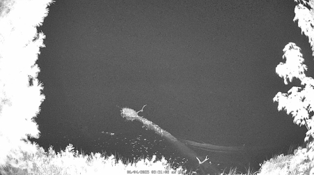Image from 2025-06-04